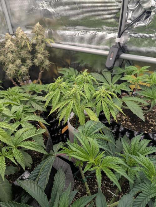 TB SkittleZ Auto - Bulldog Seeds. Week 5
