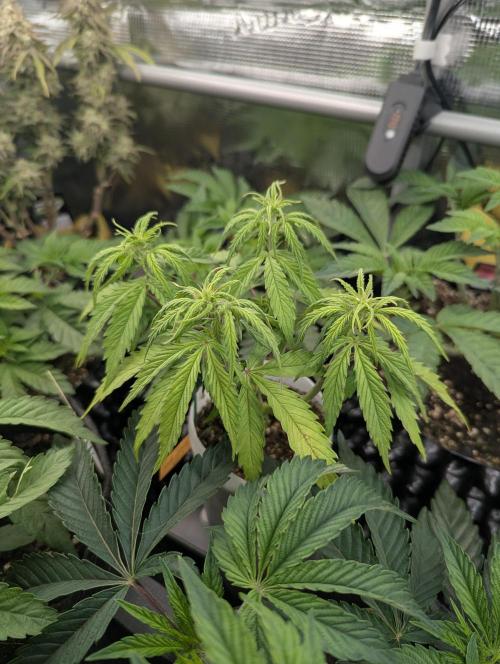 TB SkittleZ Auto - Bulldog Seeds. Week 5