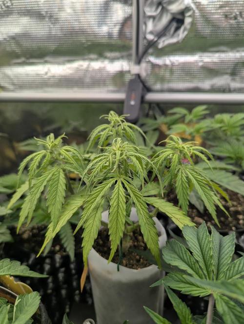 TB SkittleZ Auto - Bulldog Seeds. Week 5