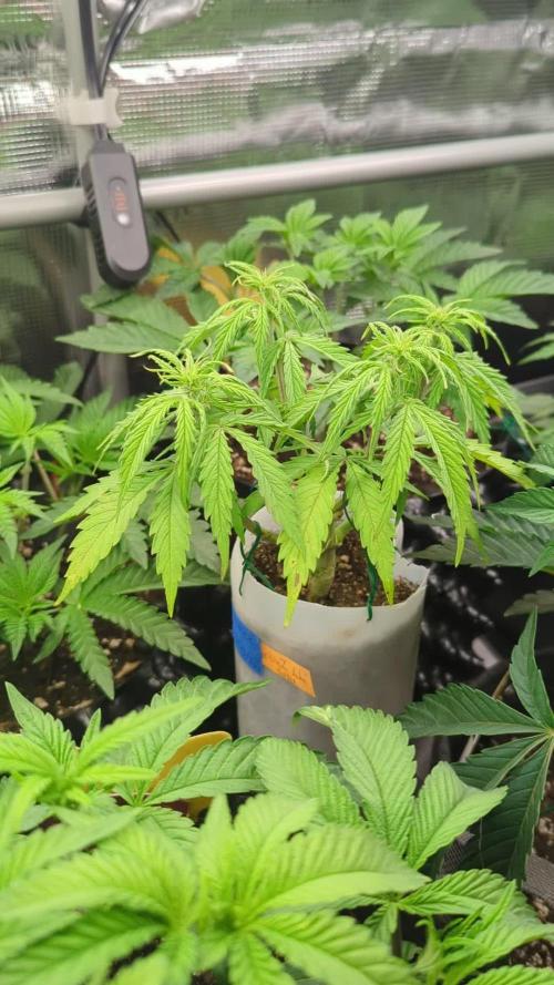 TB SkittleZ Auto - Bulldog Seeds