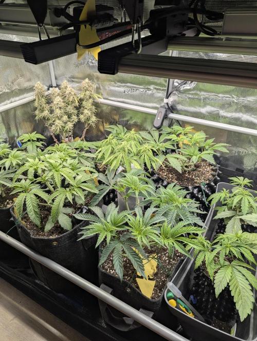 TB SkittleZ Auto - Bulldog Seeds. Week 5