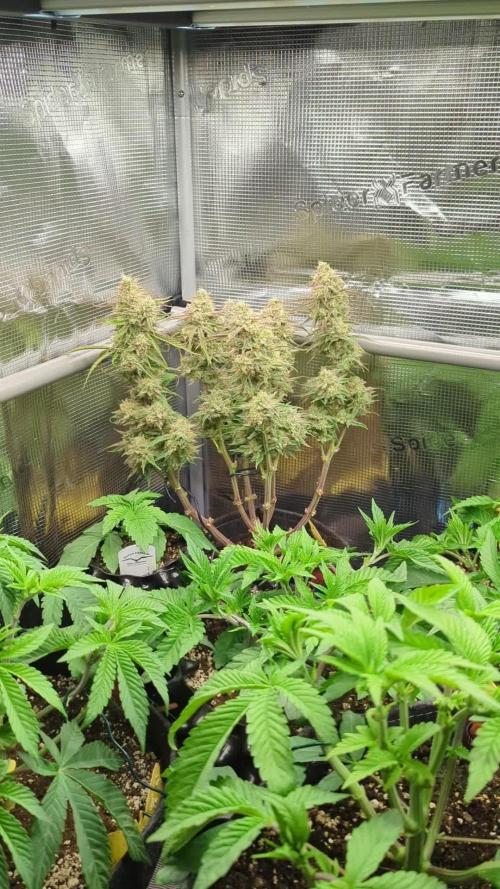 AlienZ Automatic - Greenhouse Seed Co.