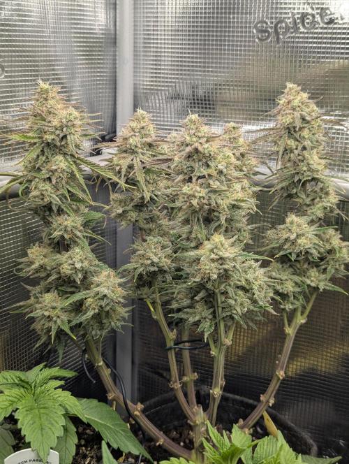 AlienZ Automatic - Greenhouse Seed Co.. Week 11
