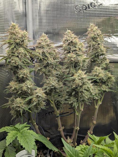 AlienZ Automatic - Greenhouse Seed Co.. Week 11
