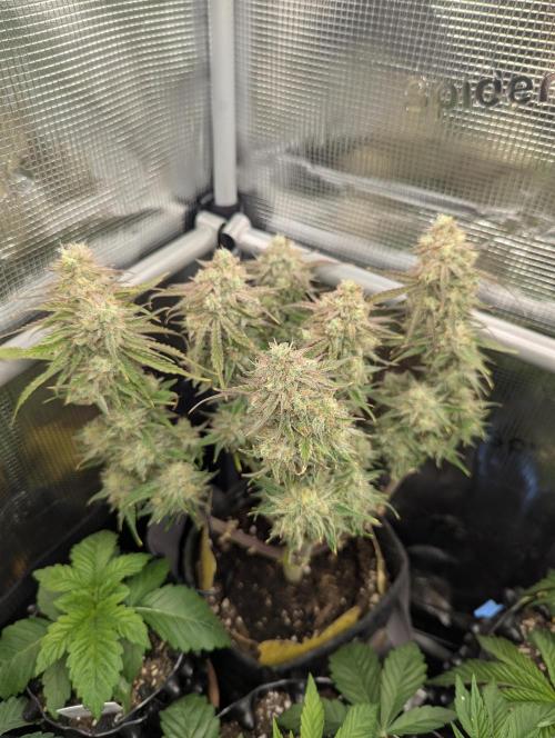 AlienZ Automatic - Greenhouse Seed Co.. Week 11
