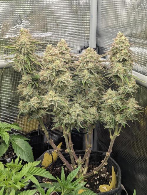 AlienZ Automatic - Greenhouse Seed Co.. Week 11