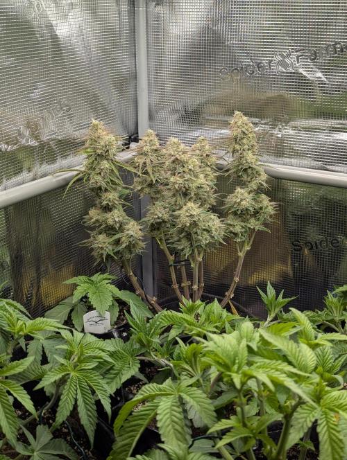 AlienZ Automatic - Greenhouse Seed Co.. Week 11