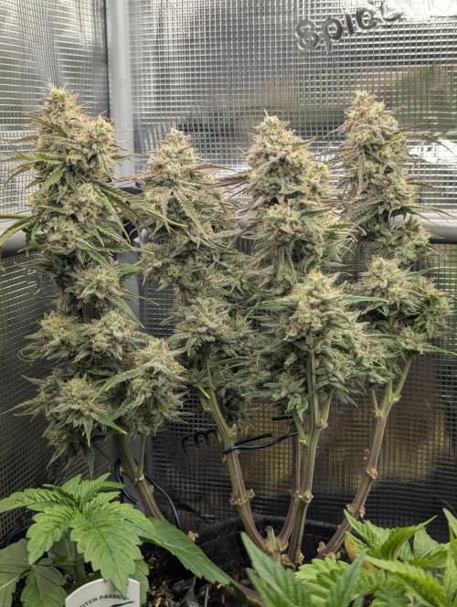 AlienZ Auto. Week 11