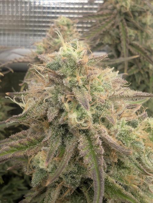 AlienZ Automatic - Greenhouse Seed Co.. Week 11