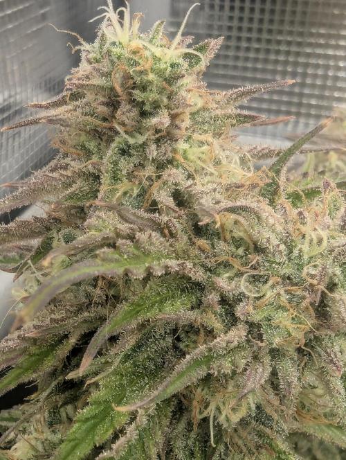 AlienZ Automatic - Greenhouse Seed Co.. Week 11