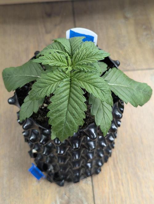 Mental Rainbow FF - Sweet Seeds. Week 2