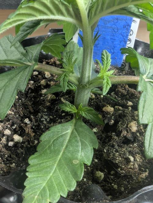 Mental Rainbow FF - Sweet Seeds. Week 2