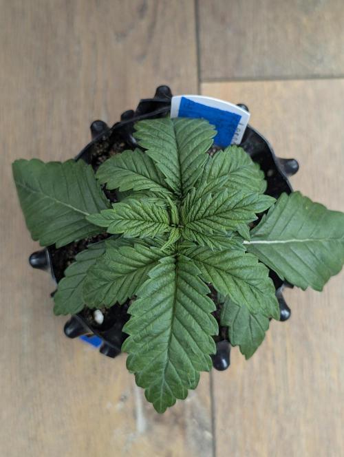 Mental Rainbow FF - Sweet Seeds. Week 2