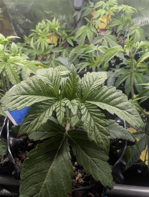 Mental Rainbow FF - Sweet Seeds. Week 2