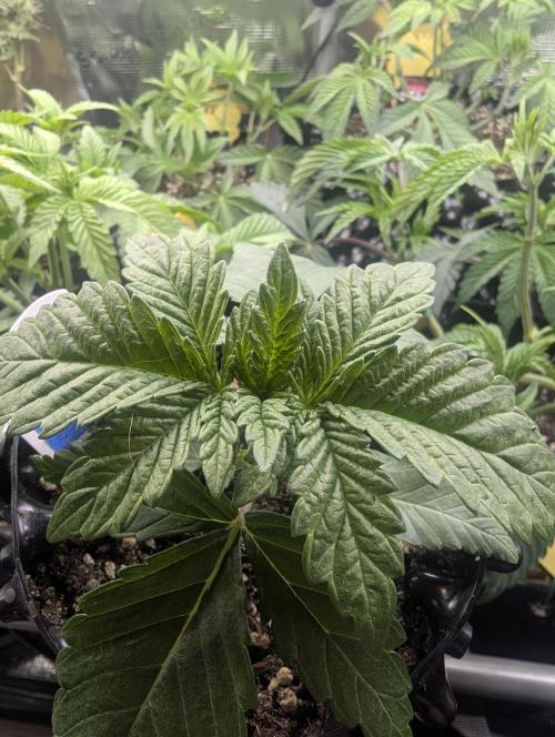 Mental Rainbow FF - Sweet Seeds. Week 2