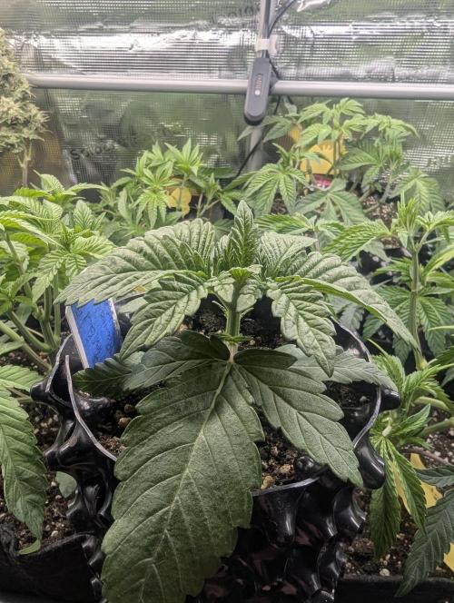Mental Rainbow FF - Sweet Seeds. Week 2