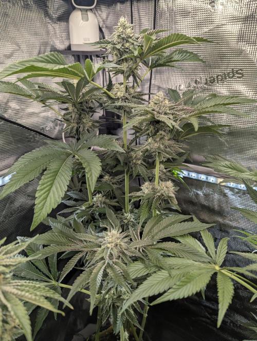 Zhampagne - Compound Genetics. Week 9