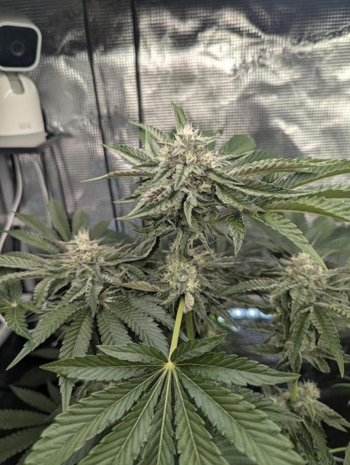 Zhampagne - Compound Genetics. Week 9