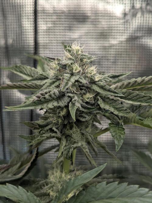 Zhampagne - Compound Genetics. Week 9