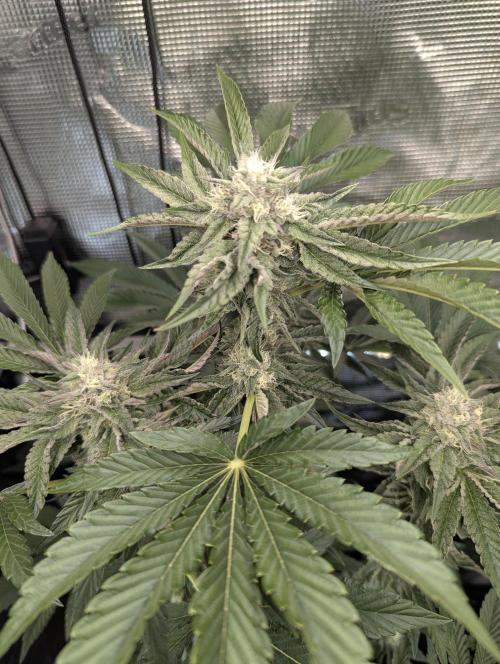 Zhampagne - Compound Genetics. Week 9