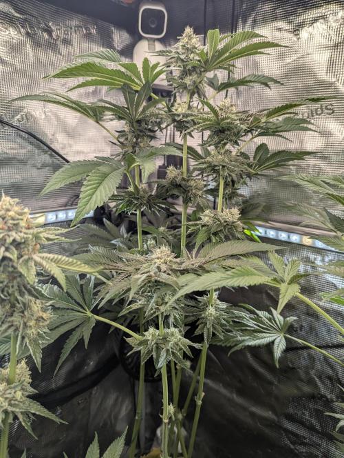 Zhampagne - Compound Genetics. Week 9