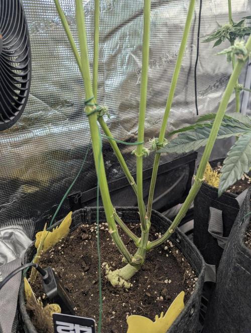 Zhampagne - Compound Genetics. Week 9