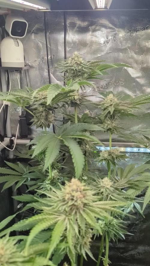 Zhampagne - Compound Genetics