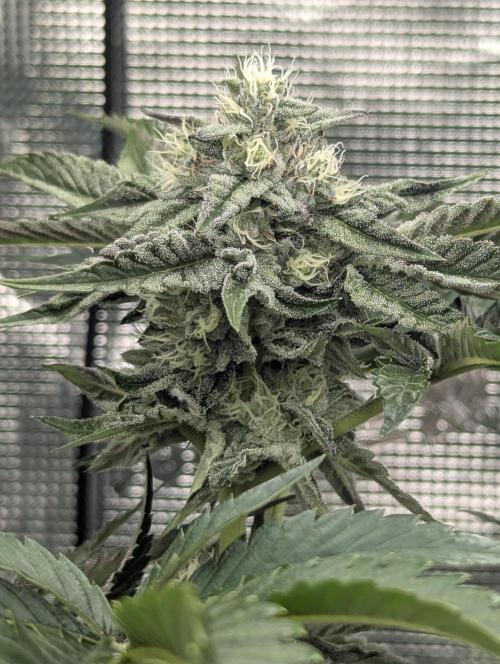 Zhampagne - Compound Genetics. Week 9