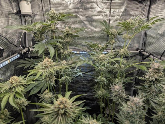 Zhampagne - Compound Genetics. Week 9