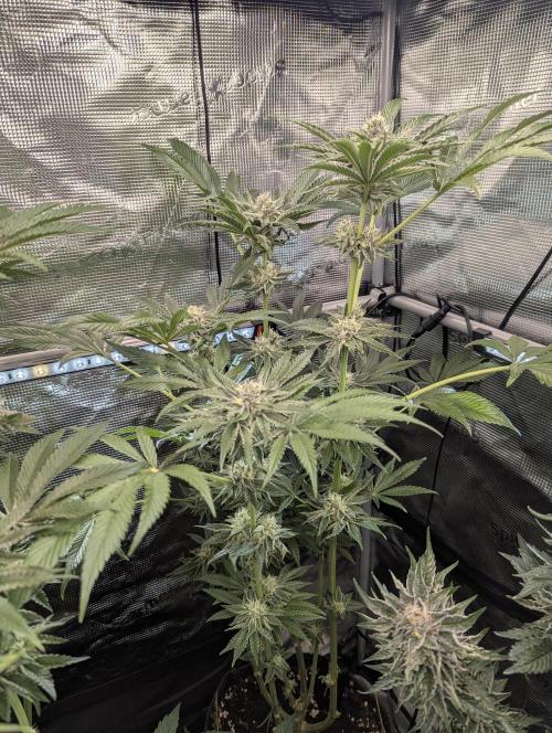 ZodaZa - Umami. Week 10