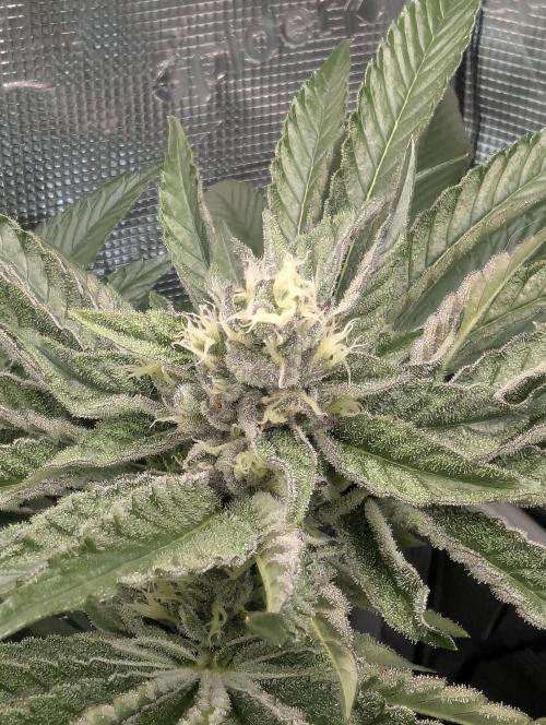 ZodaZa - Umami. Week 10