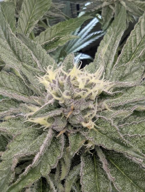 ZodaZa - Umami. Week 10