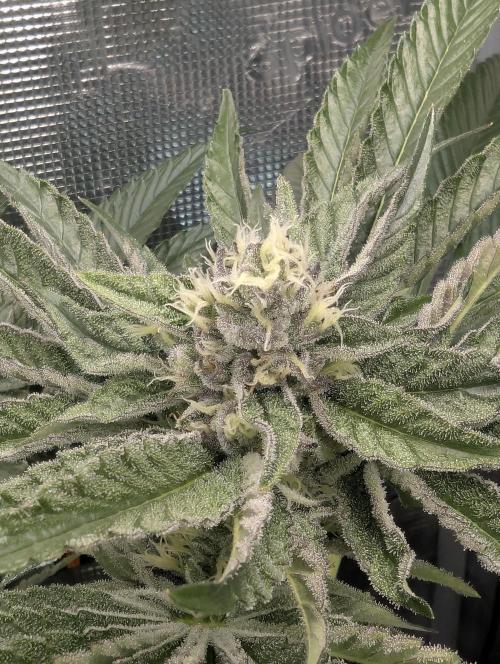 ZodaZa - Umami. Week 10