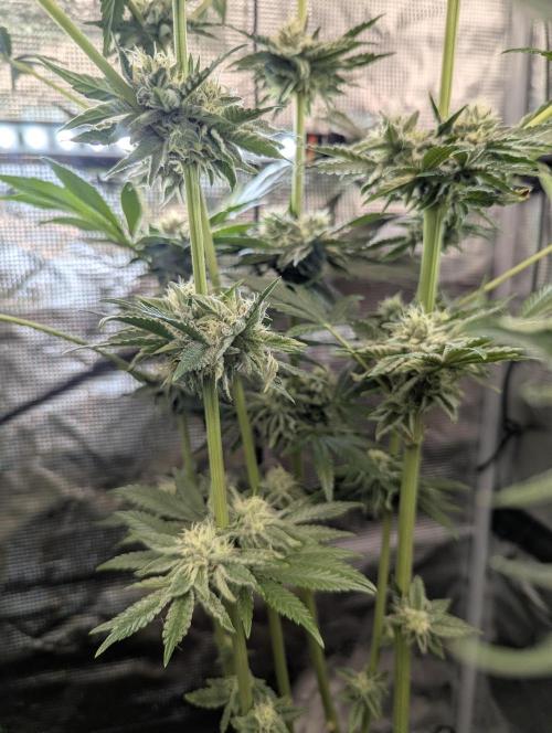 ZodaZa - Umami. Week 10