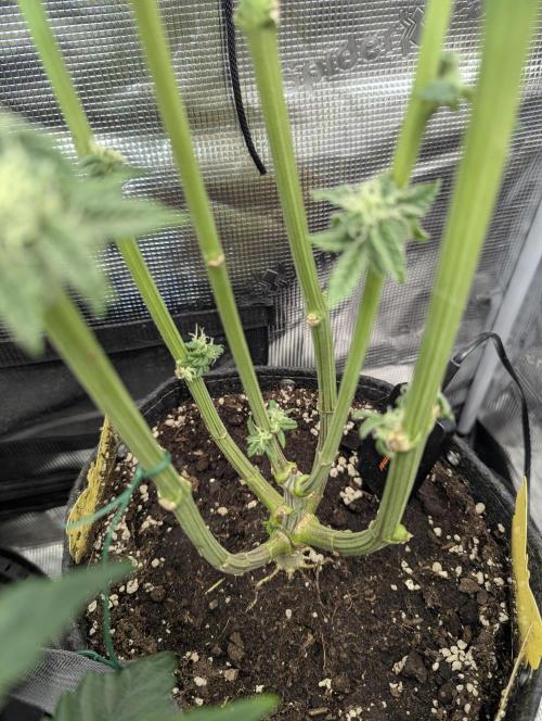 ZodaZa - Umami. Week 10