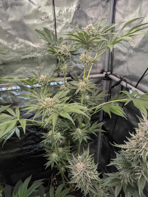 ZodaZa - Umami. Week 10