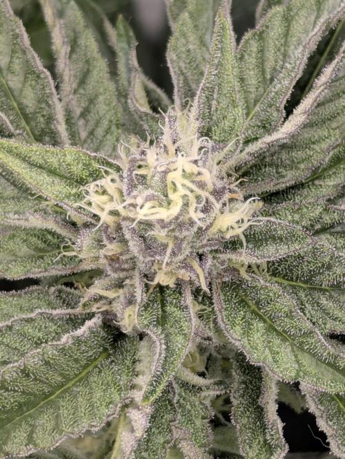 ZodaZa - Umami. Week 10
