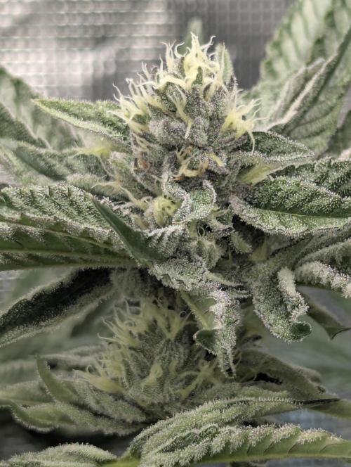 ZodaZa - Umami. Week 10