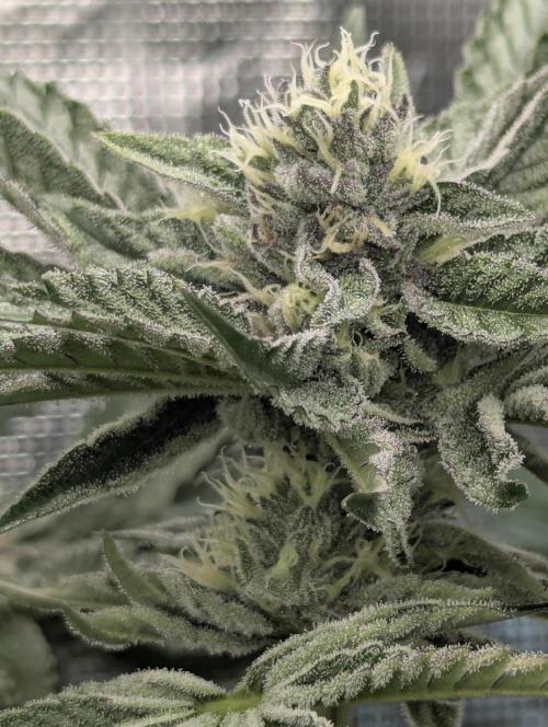 ZodaZa - Umami. Week 10