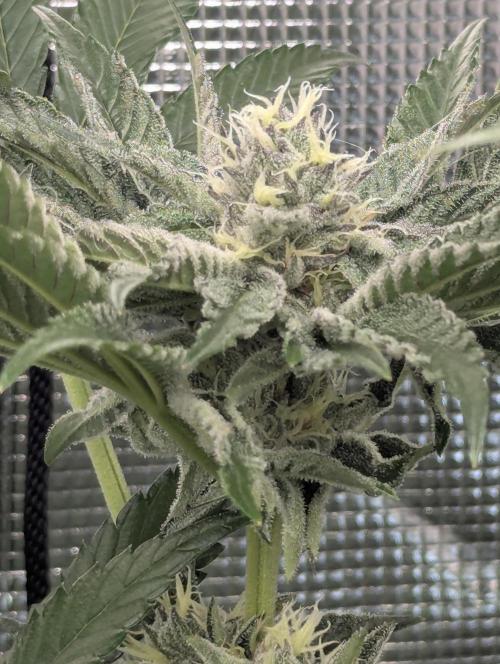 ZodaZa - Umami. Week 10