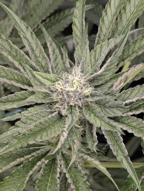 ZodaZa - Umami. Week 10