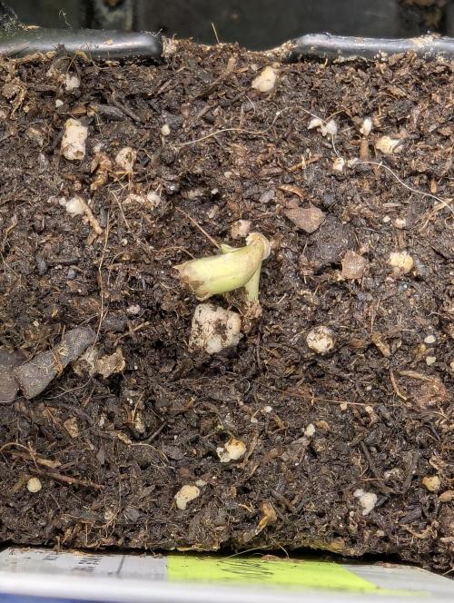 Toad Venum Auto - Growers Choice. Week 0