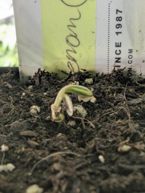 Toad Venum Auto - Growers Choice. Week 0
