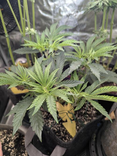 ZkyscraperZ - N.Y.Ceeds. Week 6