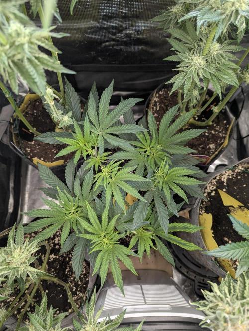 ZkyscraperZ - N.Y.Ceeds. Week 6