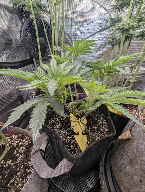 ZkyscraperZ - N.Y.Ceeds. Week 6