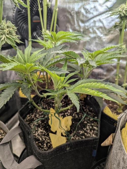 ZkyscraperZ - N.Y.Ceeds. Week 6