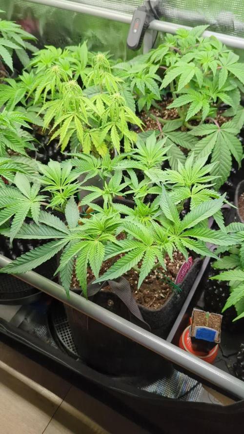 Holy Snow - Greenhouse Seed Co.