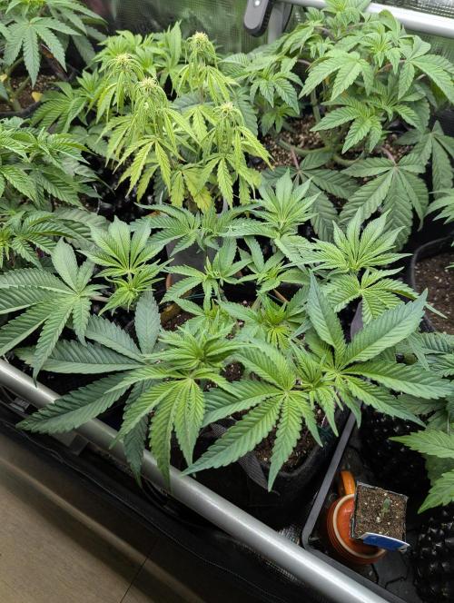 Holy Snow - Greenhouse Seed Co.. Week 6