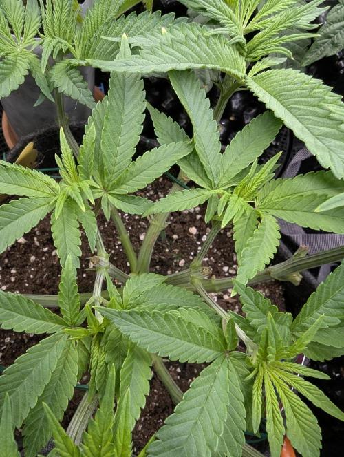 Holy Snow - Greenhouse Seed Co.. Week 6